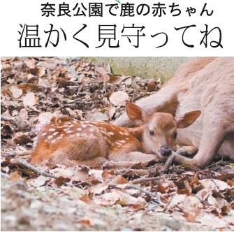 ならを学ぶ